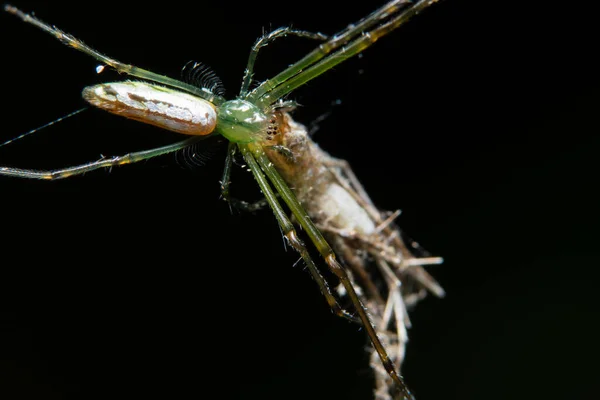 Makrospinne Auf Dem Blatt — Stockfoto