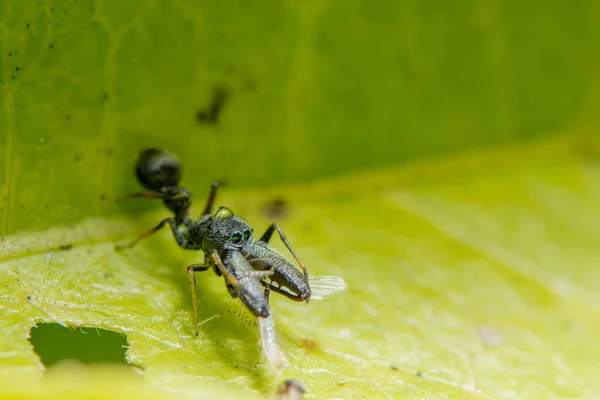 Makrospinne Auf Dem Blatt — Stockfoto