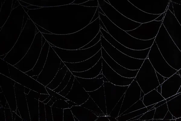 Water Drops Spider Web — Stock Photo, Image