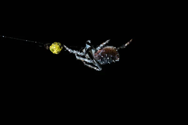 Makrospinne Auf Spinnennetz — Stockfoto