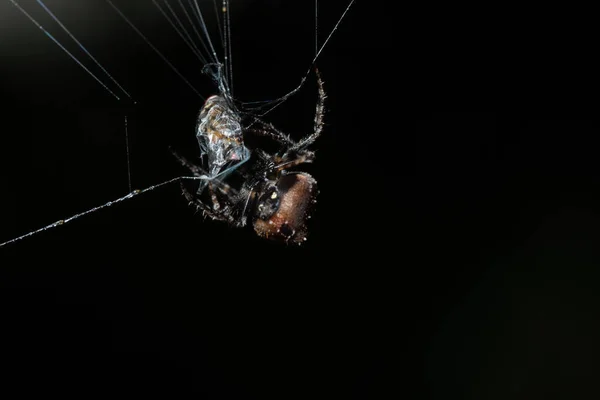 Macro Araignée Sur Toile Araignée — Photo