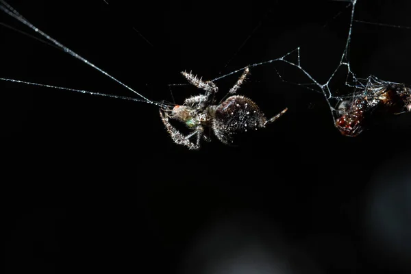 Makro Pavouk Pavučině — Stock fotografie