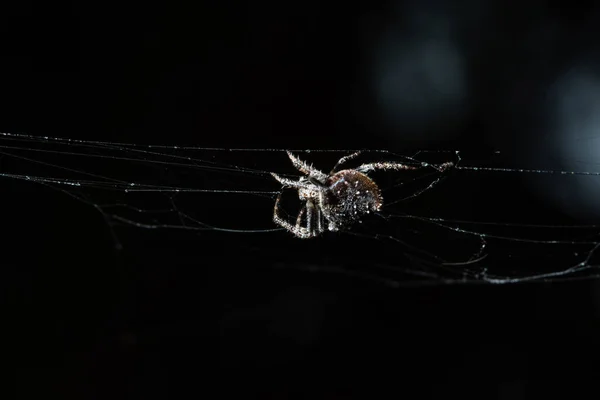 Macro Araña Tela Araña — Foto de Stock