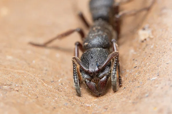 Macro Formiga Preta Uma Folha Brown — Fotografia de Stock