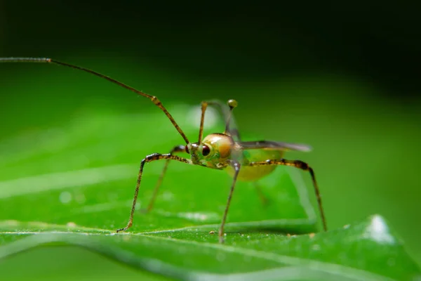 Macro Inseto Folha — Fotografia de Stock