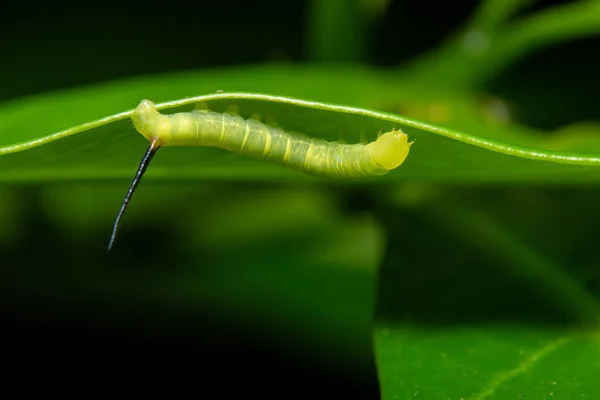 Macroworm Blad — Stockfoto