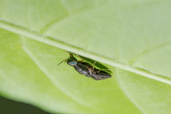 葉の上のマクロ昆虫 — ストック写真