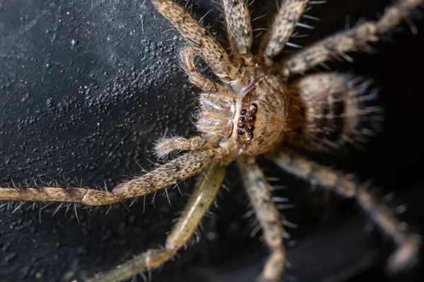 Macro Aranha Natureza — Fotografia de Stock