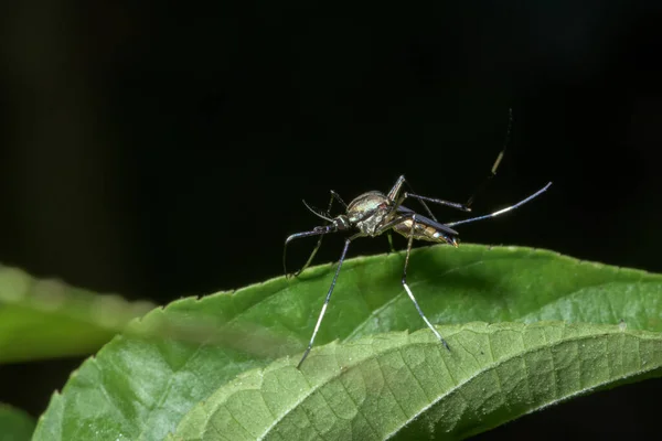 Macro Mosquito Folha — Fotografia de Stock