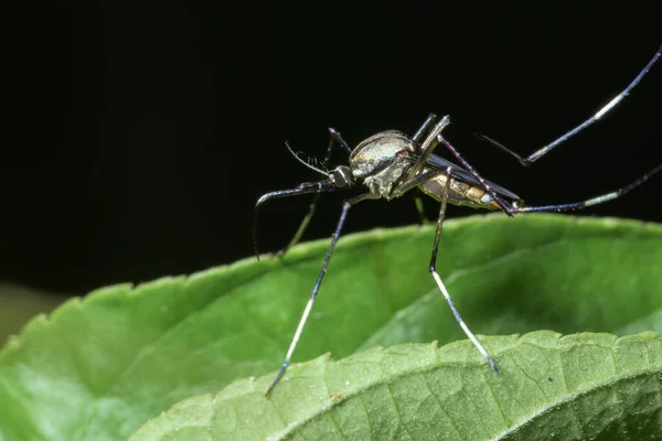 Mosquito Macro Hoja — Foto de Stock