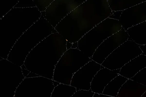 Macro Background Drops Spider Web — Stock Photo, Image