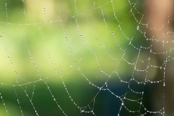 Makro Pozadí Kapky Pavučině — Stock fotografie