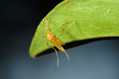 Yaprak Üzerine Sivrisinek Macro