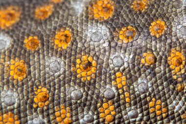 Phu Tubberk doğa manzarası