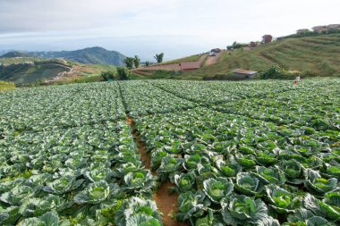 Phu Tubberk doğa manzarası