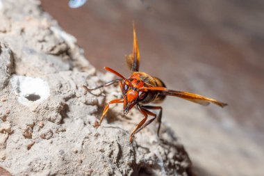 Ceriana eşekarısı makrosu yuva yapıyor.
