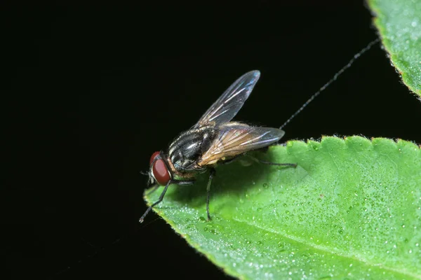 Macro Vliegt Het Blad — Stockfoto