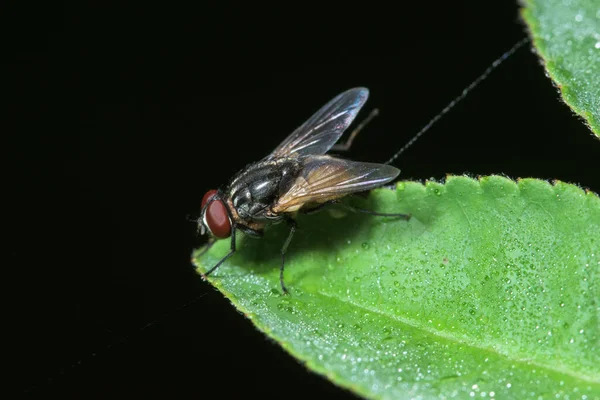 Makrofliegen Auf Dem Blatt — Stockfoto