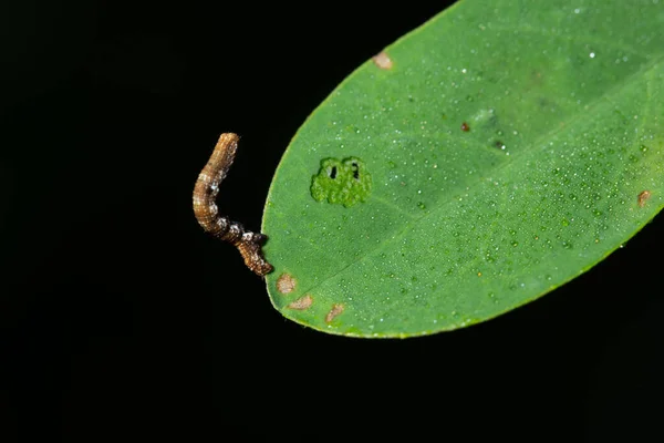 Macro Ver Dans Nature Sur Feuille — Photo