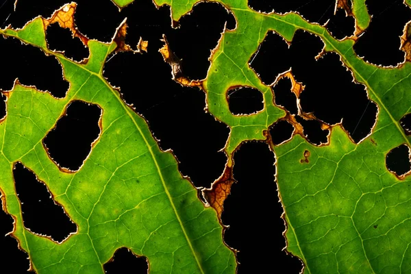 Grüne Blatt Muster Hintergrund — Stockfoto