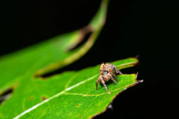自然界中的巨蜘蛛 — 图库照片