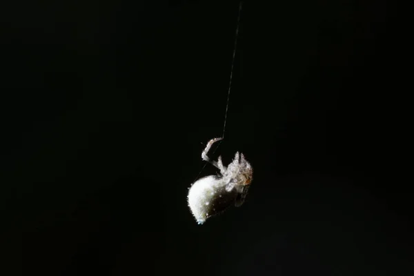Макро Павук Природі — стокове фото