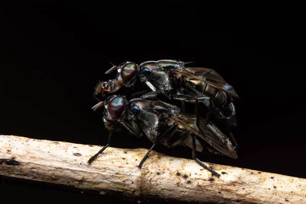 Macro Mosca Fruta Negra —  Fotos de Stock