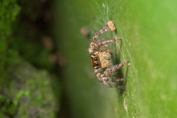 Μακρο Αράχνη Στη Φύση — Φωτογραφία Αρχείου