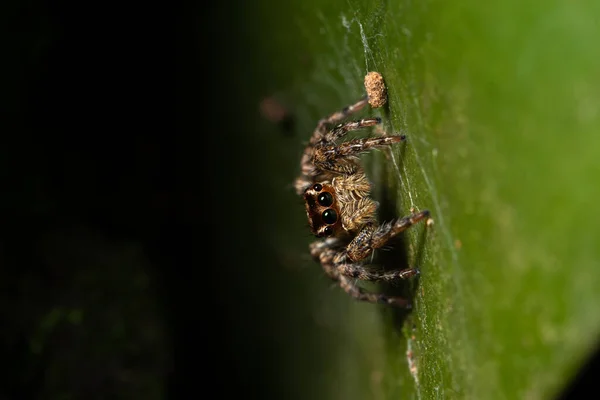 Macro Spider Nature — Stock Photo, Image