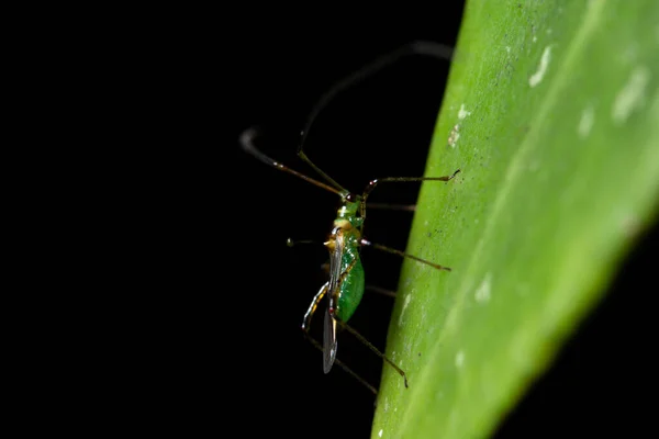 Long Legged Insect Macro Nature — Stock Photo, Image