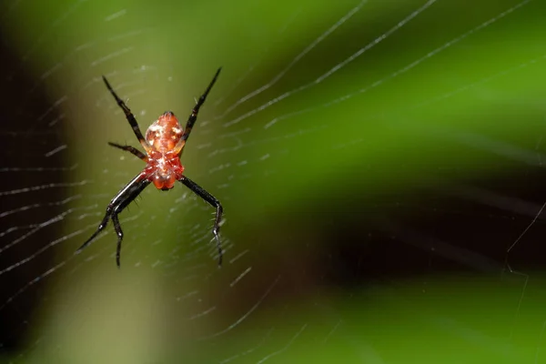 G1 - Macaco-aranha-de-cara-vermelha - notícias em Fauna