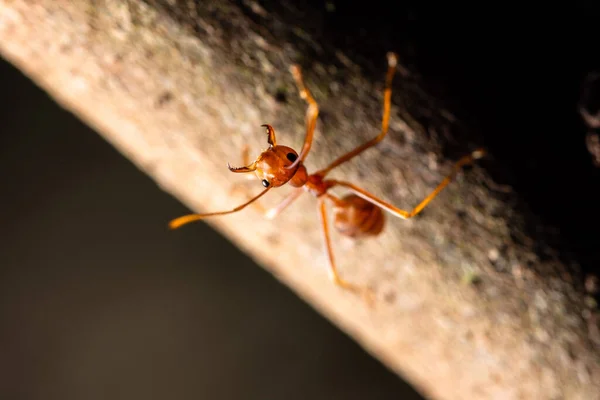 Macro Antienvelhecimento Natureza — Fotografia de Stock