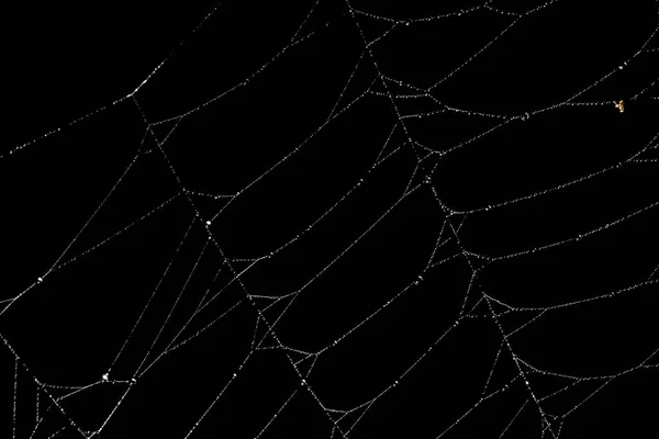 Macro Φόντο Μαύρο Ιστό Αράχνη — Φωτογραφία Αρχείου