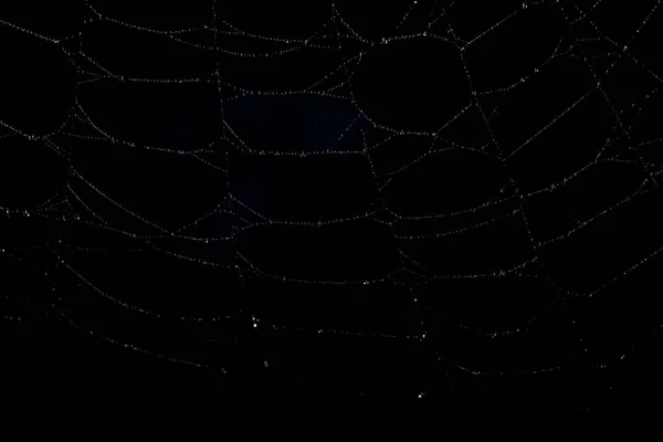 Macro Backdrop Black Spider Web — Stock Photo, Image