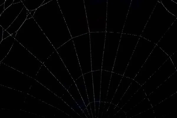宏观背景黑色蜘蛛网 — 图库照片