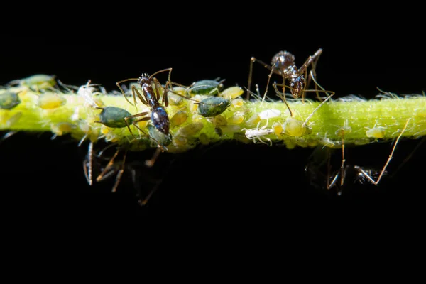 Makroblattläuse Mit Ameisen — Stockfoto