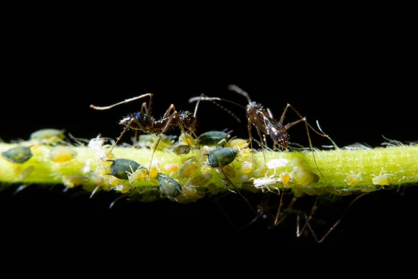 Makroblattläuse Mit Ameisen — Stockfoto