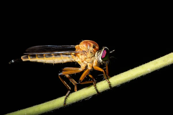 Makro Robberfly Naturze Czarne Tło — Zdjęcie stockowe