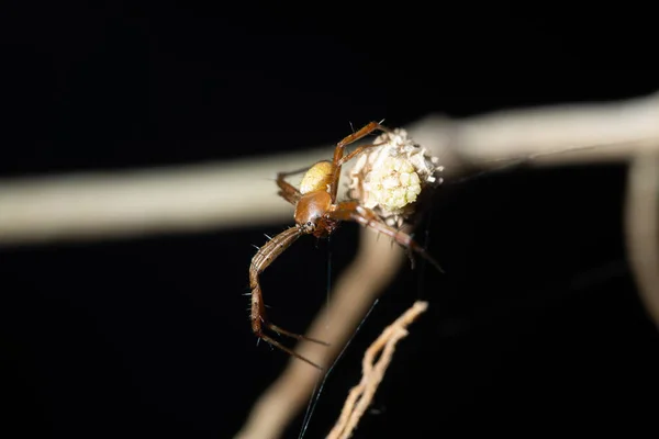 Macro Aranha Natureza — Fotografia de Stock