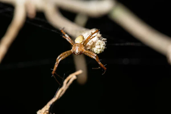 Macro Örümceği Doğada — Stok fotoğraf