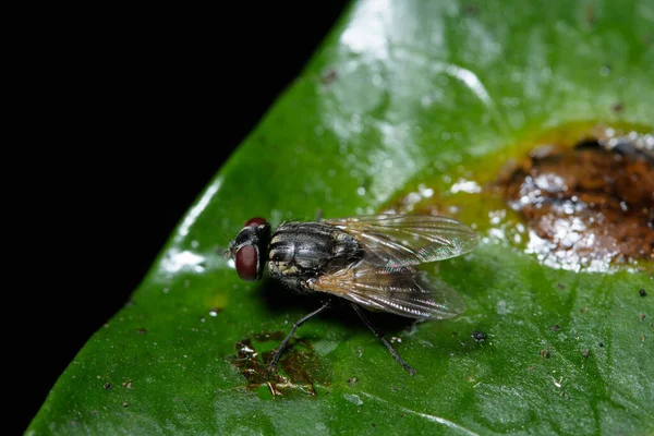 Makrofliegen Der Natur — Stockfoto