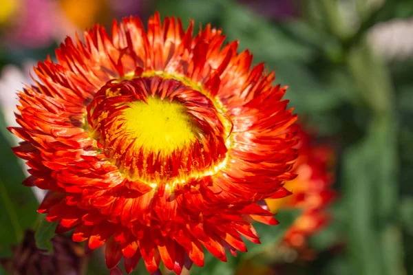 Saman Çiçeği Doğal Makro — Stok fotoğraf