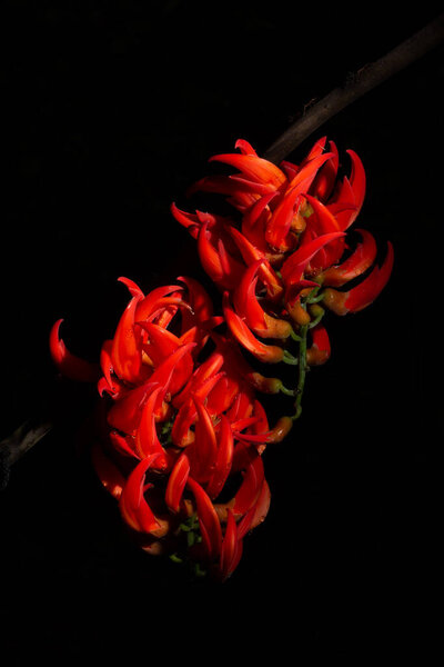 Newguinea Creeper Flower Macro