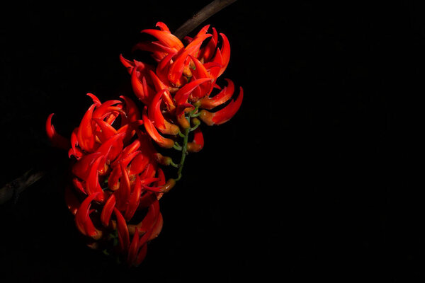 Newguinea Creeper Flower Macro