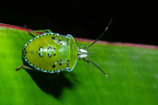 Macro Stink Bug Leaf — Stock Photo, Image