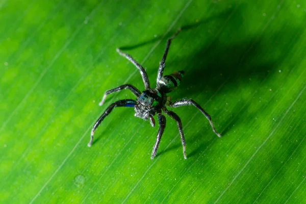 Macro Araignée Sur Feuille — Photo