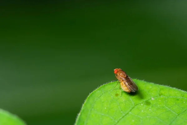 Makro Drosophila Listu — Stock fotografie