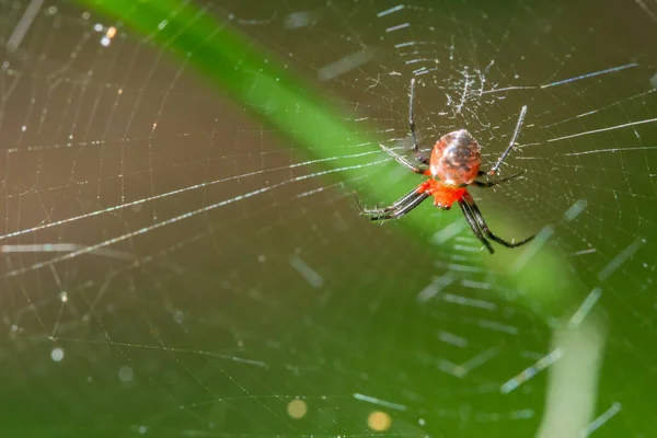 Makro Pavouk Rostlině — Stock fotografie