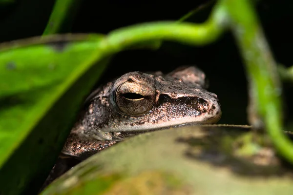 Makro Polypederar Leukomystax Växter — Stockfoto