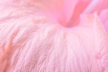 Arkaplan makro çiçek yaprakları